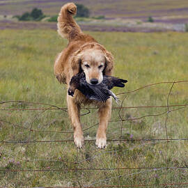 Red Grouse Retrieve - D007989