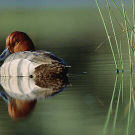 Redhead Duck Male With Reflection by Tim Fitzharris