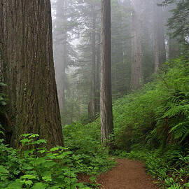 Redwood Path by Greg Nyquist