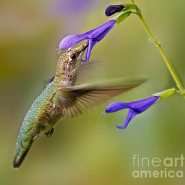 Refueling by Susan Candelario