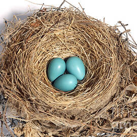 Robins Nest With Eggs by Ted Kinsman