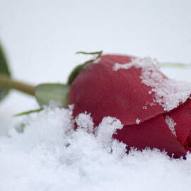 Rose in snow
