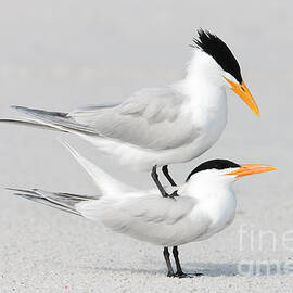 Royal Terns Courting by Clarence Holmes