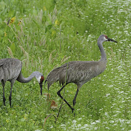 Sandhill Cranes and chick