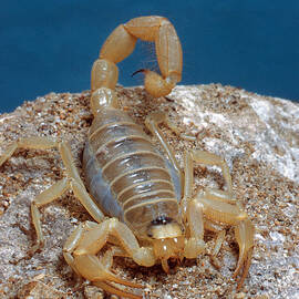 Scorpion by Nature Source