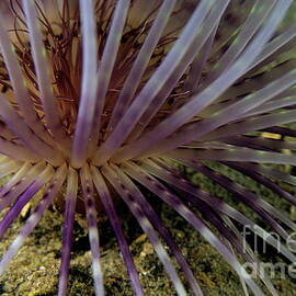 Sea anemona detail by Sami Sarkis Photography