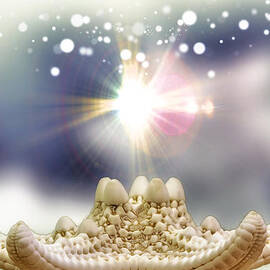 Seashell Splendor by Bill and Linda Tiepelman