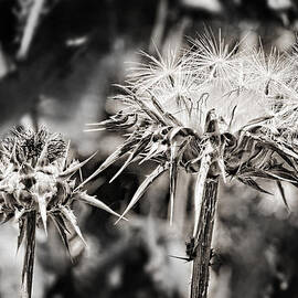 Seedy Neighborhood in bw by Kelley King