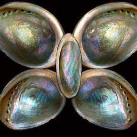 Shell - Conchology - Devine Pearlescence by Mike Savad