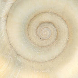 Shell - Conchology - White Spiral