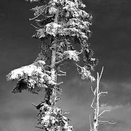 Snowy Pine Tree by Twenty Two North Photography