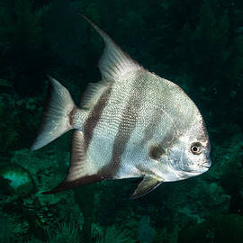 Spade fish by Jean Noren