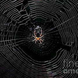 Spider and Web . 7D8507 by Wingsdomain Art and Photography