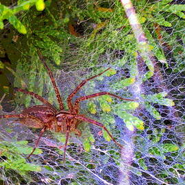 Spider on Evergreen