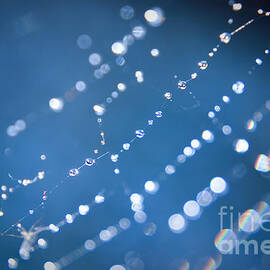 Spider Web Bokeh 2.0 by Yhun Suarez