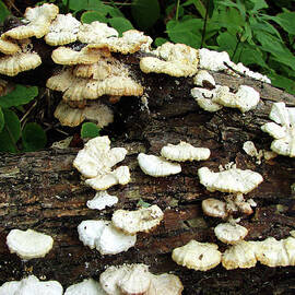 Spring Fungus