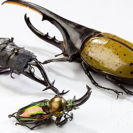 Stag Beetles by Science Source