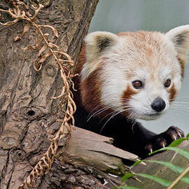 Stealthy Red Panda by Greg Nyquist