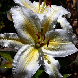 Sun Kissed Lily
