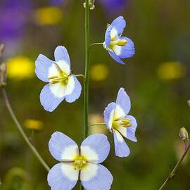 Sunflax (heliophila Refracta)