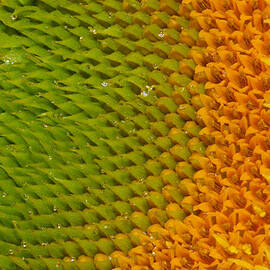 Sunflower detail by Jean Noren