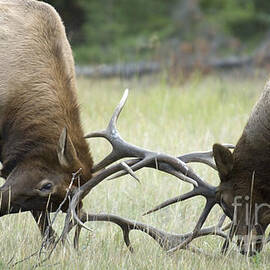 Survival Of The Fittest by Bob Christopher