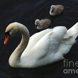 Swan Family 1