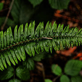 Sword Fern by Bonnie Bruno