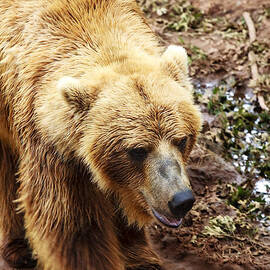 Teddy Bear by Ricky Barnard