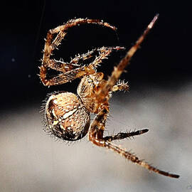 Tending The Web Invisible by Chriss Pagani