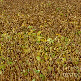 The Golden Soya Field by Francois Fournier