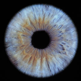 The Iris Of The Eye