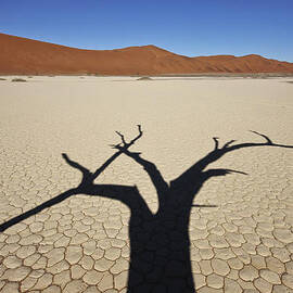 This is not a tree by Andy Bitterer