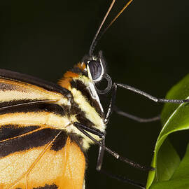 Tiger Longwing Butterfly