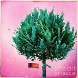 Tree and colorful pink wall by Matthias Hauser