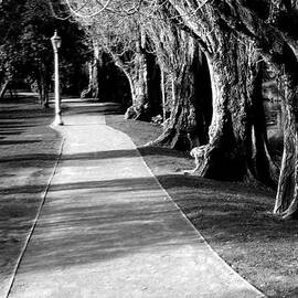 Tree and Pathway 2 of 6 by Roseanne Jones
