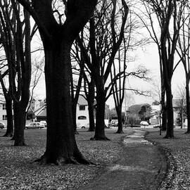 Tree and Pathway 3 of 6 by Roseanne Jones