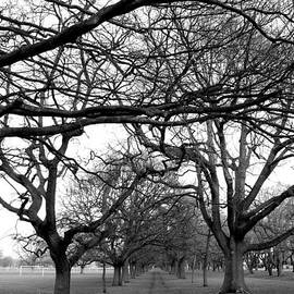 Tree and Pathway 6 of 6 by Roseanne Jones