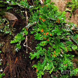 Tree encrusted with fern 2 by Fran Woods