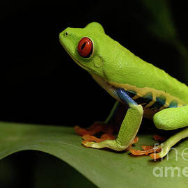 Tree Frog 14 by Bob Christopher