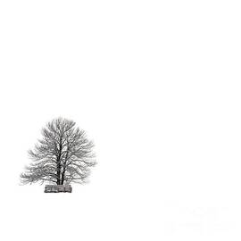 Tree isolated under the snow in the middle field in winter. by BERNARD JAUBERT