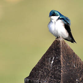 Tree Swallow 1 by Todd Hostetter