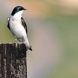 Tree Swallow by Todd Hostetter