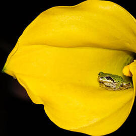 Trumpet tongue by Jean Noren