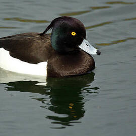 Tufted duck
