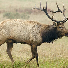 Tule Elk Bull Bugling During Rut Point by Sebastian Kennerknecht