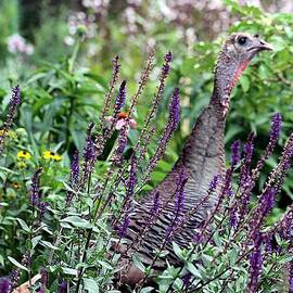 Turkey Flowers