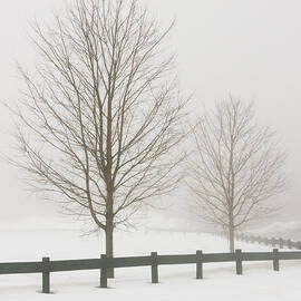 Two Trees And Fence In Winter Fog by Keith Webber Jr