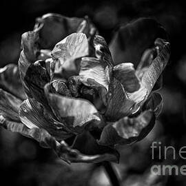 Unfurled by Venetta Archer