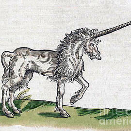 Unicorn by Science Source